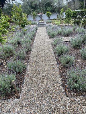 New people path and lavender planting