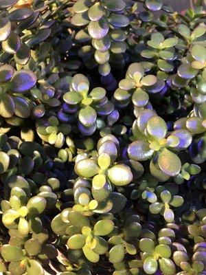 Jade plant.