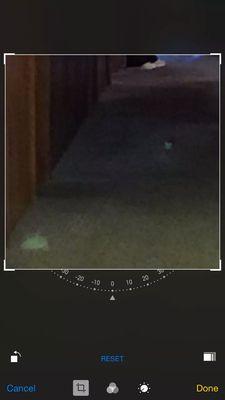 This was taken by someone on my tour at the Hotel Vendome.  See the ghost cat Noble? He's chasing a ghost mouse.