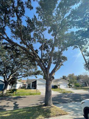 A Finished Tree & a clean Yard