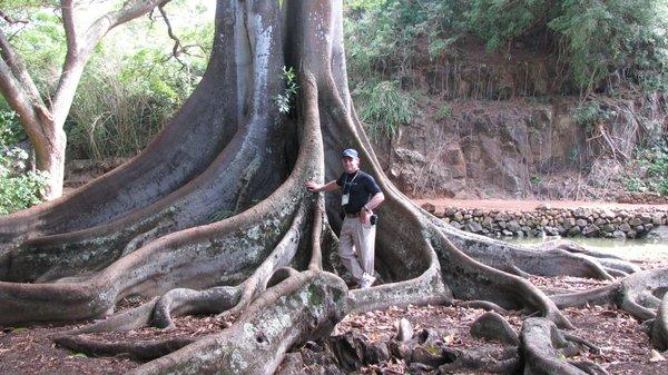 Fig tree, Allerton Gardens, Kaua'i