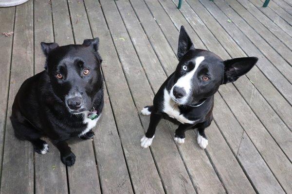 Roxie and Allie have become very well behaved sister's in our 3 week Board and Train program.