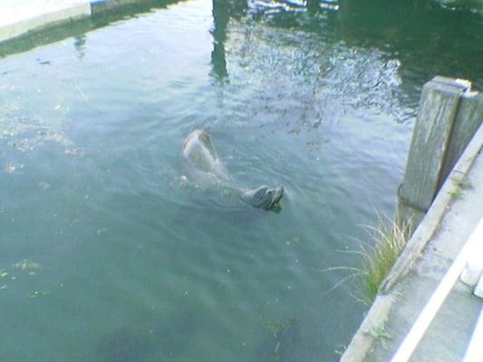 The Fish Peddler's Seal of Salmon Approval-Rumblefish!