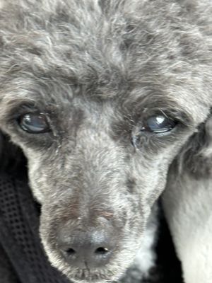 This is Zena-our beautiful 14 year old senior. Brandi has  groomed Zena since  she was 4 month's old!  Brandi is excellent!