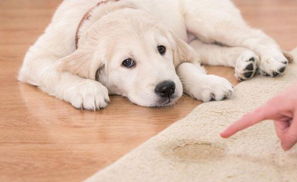 Personal Touch Carpet Care