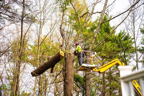 AAA Tree Service