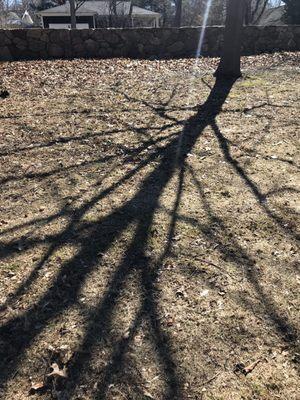 shadow In park