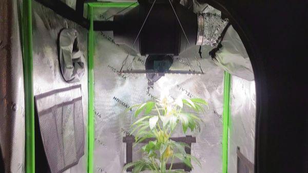 Grow Tents, LED Lights, Fan Kit Display. (Display is of a fake plant)