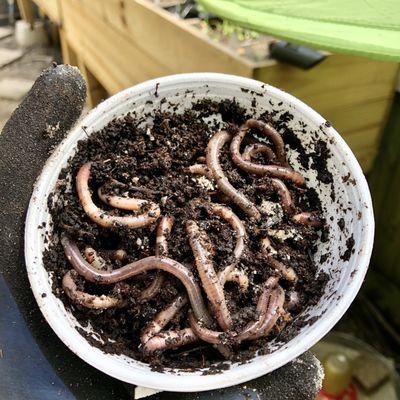 They sell Earthworms for gardening!