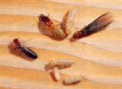 Please give us a call for a termite inspection.