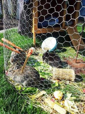 Here's Cadbury, Bunzie and little Bunny Foo Foo!