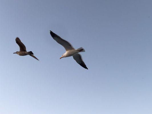 Soaring buddies during the ride.