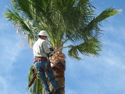 Tree Service San Clemente palm tree trimming