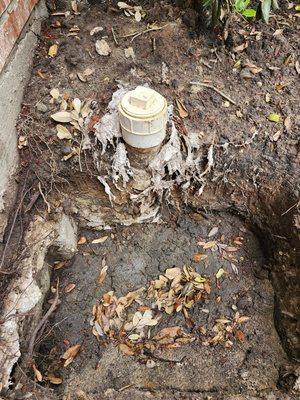 Main sewer line backing up because is clogged and pipe is cracked and have tree root inside