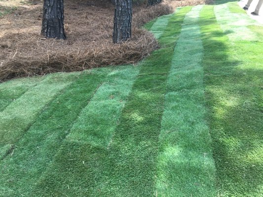 Emerald Zoysia Turf Install with 3 D Pine Straw