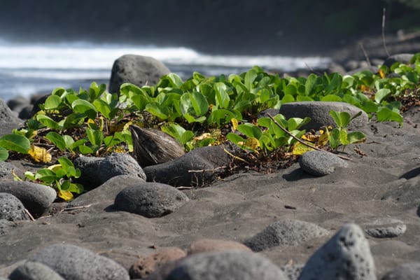 Waipo Valley Big Island