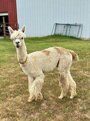 Woody's fiber has been nationally recognized for three years running. Zena Suri Alpacas fiber ranked 9th for mid-sized ranches and farms.