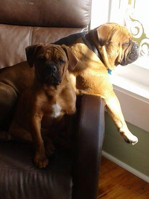 Bentley and Amber are here to welcome you. With big Bulldogge wiggles and cookies.