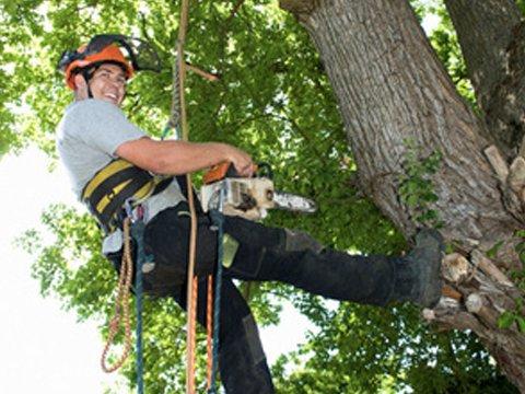 Edison Tree Service