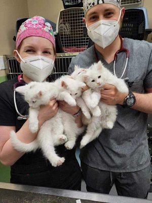 Our experienced veterinarians with the cutest kittens!