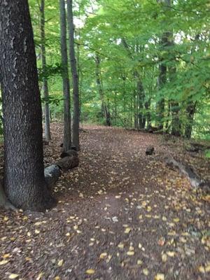 Well marked and lined trail