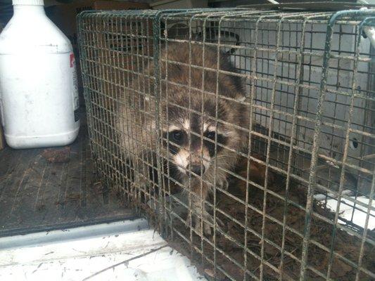 Mrs raccoon safely trapped and released