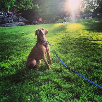 Marvin enjoying Central Park. Thank you Animal Lighthouse Rescue!