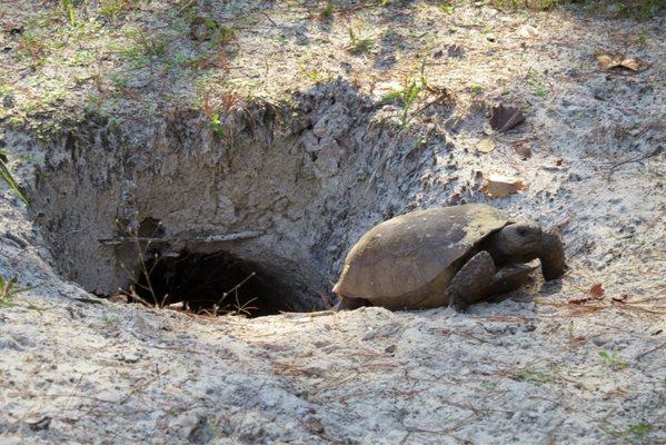 Florida Gopher Tortoise