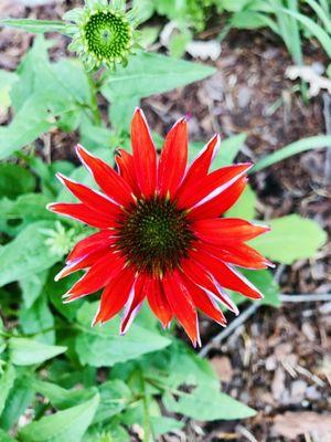 Red Coneflower