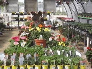 Annuals & perennials in Garden Center Greenhouse