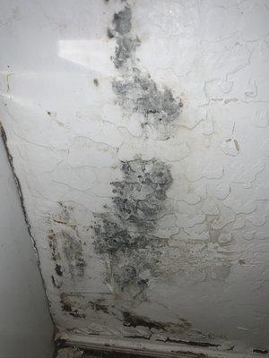 Water leaks, mold from Joe not fixing water leaks