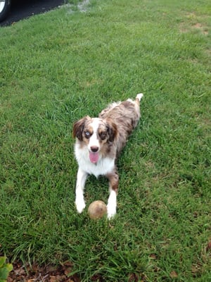 Koda enjoying the outdoors on a visit