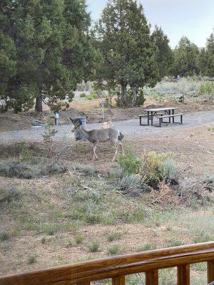 View from our patio Robin's Roost 'A'