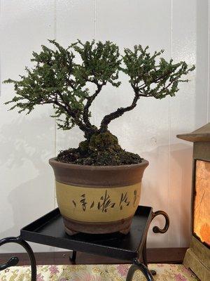 Hokkaido Elm Bonsai