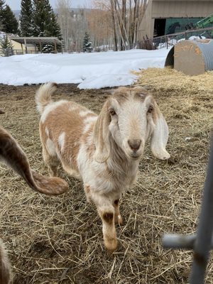 Baby goat