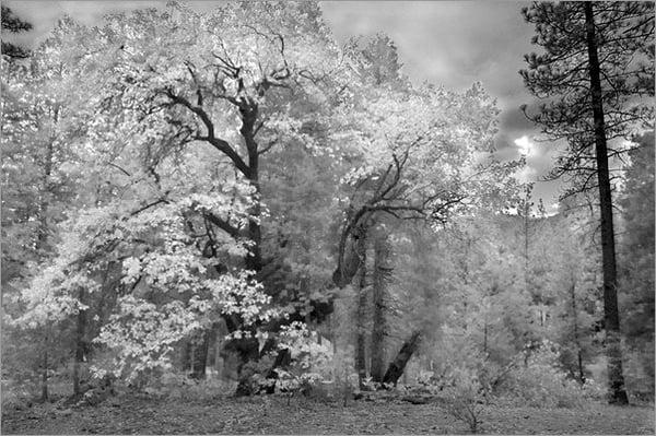 Michael Vander Vorst "Idyllwild Oak"