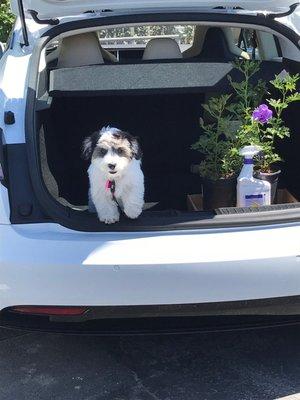 Bella loves her clean car!