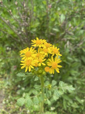 Flowers were beginning to bloom