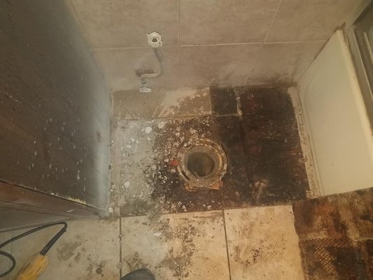 black mold, very unhealthy