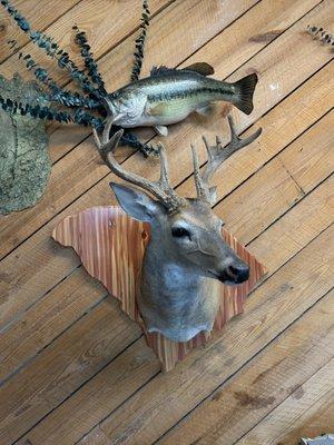 Dreher Island Taxidermy