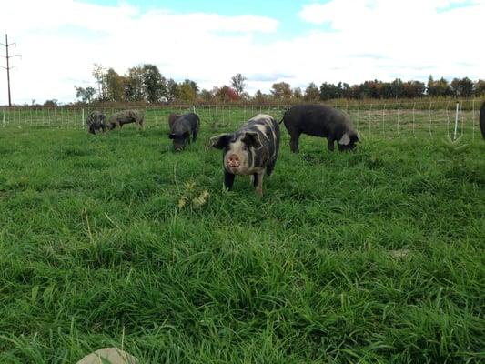 Our Pigs on Pasture