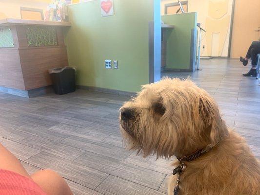 My dog blueberry waiting for his quick vet visit