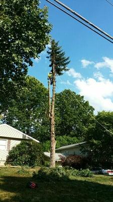 Here is a picture of our crew taking down a spruce tree.