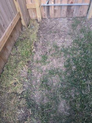 More grass that wasn't replaced after drain install