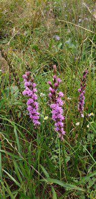 Liatris pycnostachya