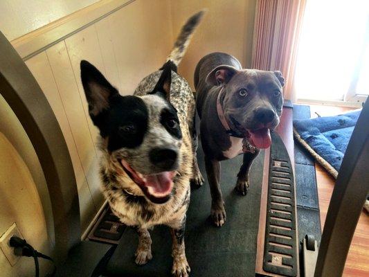 Train your dog to use the treadmill!