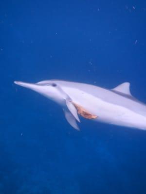 Eye to Eye with Dolphins