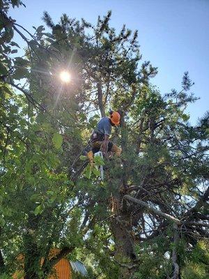 Get'er Done Tree Service - local tree removal company, affordable, bracing, sump removal, grinding, maintenance, pruning, trimming, rigging