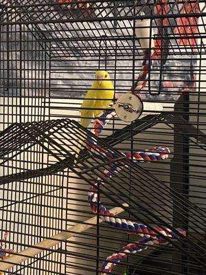 Wholesale Bird And Cage