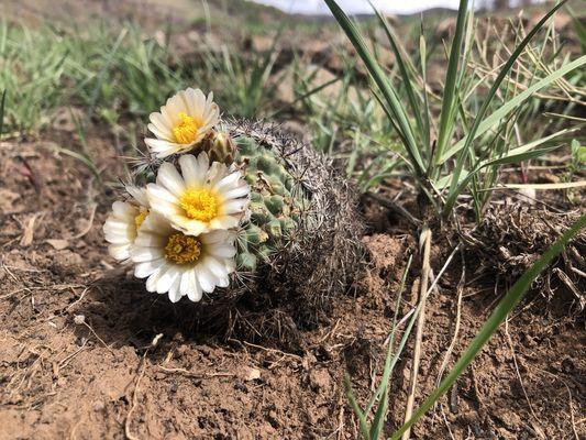 Blooming  cactus